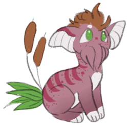 SQB-GA-0137: Typha
