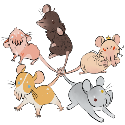 Thumbnail for SQB-GA-0258: Rat Kings